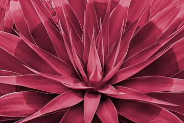 Agave leaves rosette closeup. Abstract floral pattern. Wild agave plant Fox Tail. Image toned in...