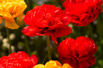 tulips outdoors in city park