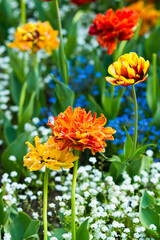 tulips outdoors in city park