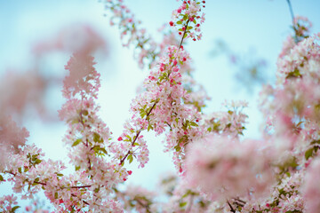 sakura outdoors in city park