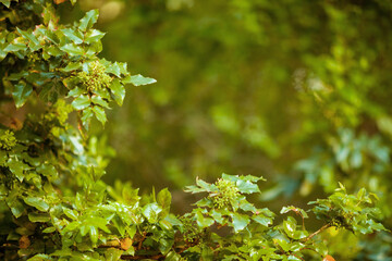 foliage outside in city park