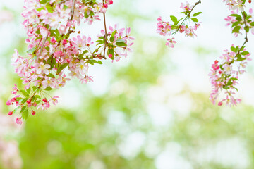 Obraz premium Closeup on sakura outdoors in city park