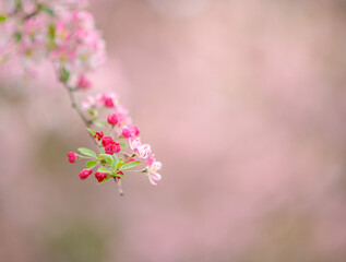 Closeup on sakura outdoors in city park