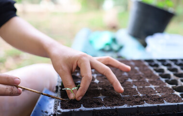 Fototapeta na wymiar hands planting vegetables into the plantation field planting small vegetable seedlings into the black plantation