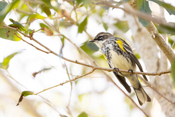A yellow-dumped warbler (Setophaga coronata), a small bird with bright yellow patches, during fall in Sarasota County, Florida