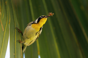 A yellow-throated warbler (Setophaga dominica), a cute, small bird, catches a spider in a palm tree...