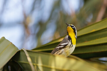 A yellow-throated warbler (Setophaga dominica), a cute, small bird, perches in a palm tree in Sarasota County, Florida