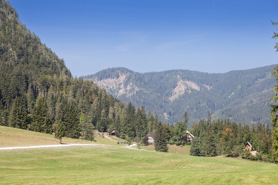 Selective blur on a typical alpine landscape, a mountain glade, a clearing field in an alpine forest of triglav national park in Zgornje Jezersko, in the julian alps in Slovenia, in summer....