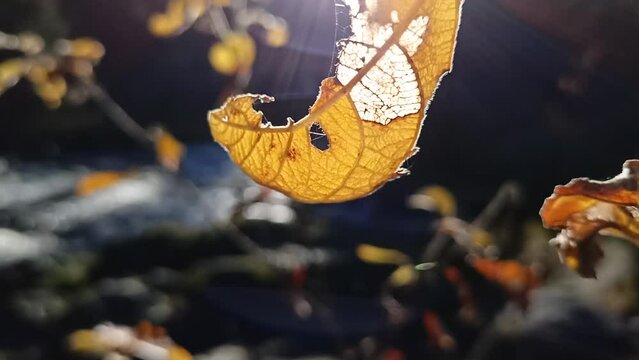 Yellow leaves moving in the wind above a stream in autumn day sunlight.
