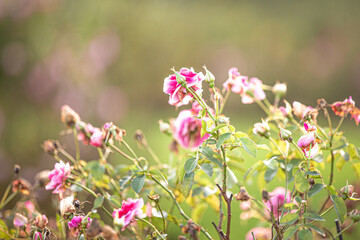 pink and white flowers