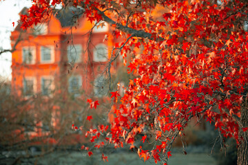 red autumn leaves