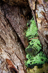 Details of the texture and pattern of a tree trunk with moss
