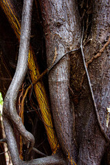 Texture details and asymmetrical pattern of intertwined tree roots. With tones of black, brown,...