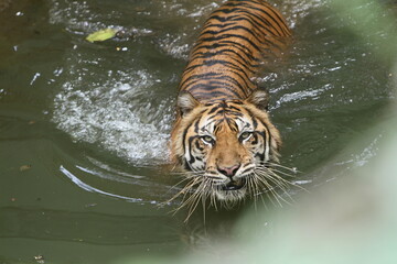 tiger in water