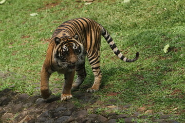 Fototapeta na wymiar tiger in the grass