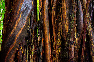 Texture details and asymmetrical pattern of intertwined tree roots.