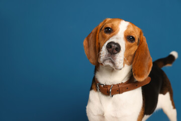 Adorable Beagle dog in stylish collar on dark blue background. Space for text