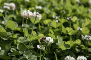 Bees collect nectar on white clover flowers in a meadow.