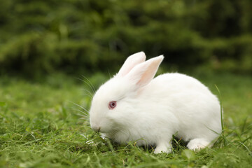 Cute white rabbit on green grass outdoors