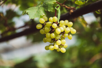 Green grape growing in organic farm