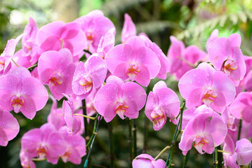 Fototapeta na wymiar Pink Phalaenopsis orchid flower blossom in garden