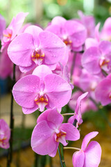 Fototapeta na wymiar Pink Phalaenopsis orchid flower blossom in garden