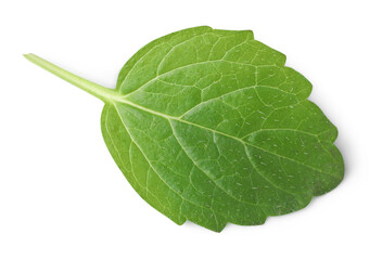 Fresh lemon balm leaf isolated on white, top view