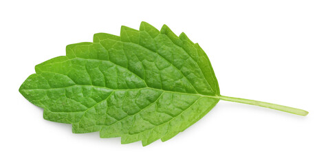 Fresh lemon balm leaf isolated on white, top view