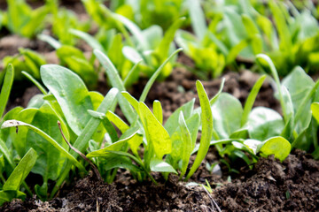 Sprouts of spinach growing in the garden. The concept of healthy eating.