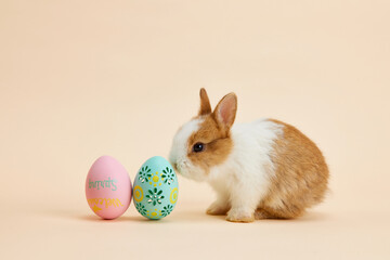 Easter bunny rabbit with painted eggs on light brown background. easter holiday concept.