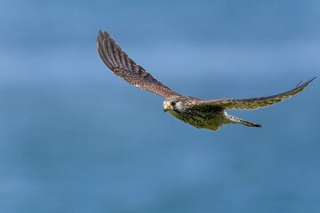 青空映す水面をバックに悠然と飛ぶチョウゲンボウ メス