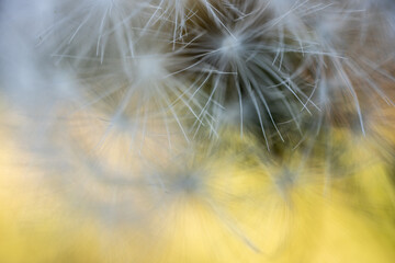 Fine Textures of Dandelion Feathers