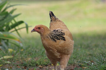 pheasant in the grass