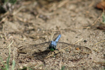 dragonfly on the ground