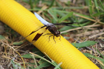 Dragonfly 