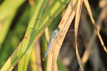 dragonfly on a leaf