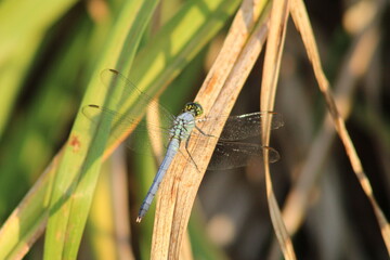 Blue dragonfly 