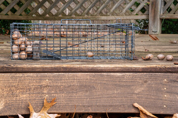 Animal control using a live cage trap set for squirrels, rats and chipmunks baited with hickory...