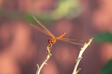 red dragonfly on a branch