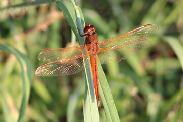 Orange dragonfly on a leaf