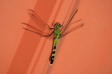 dragonfly on a barn