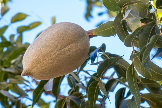 Close up Swietenia humilis with natural background