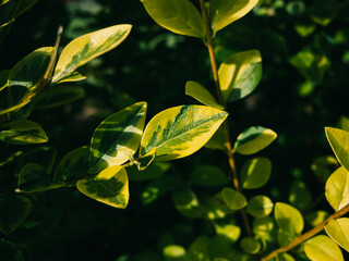 green leaves background