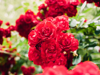 red rose bush