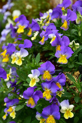 紫系のビオラのハンギングバスケット