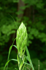 森のオオウバユリの蕾