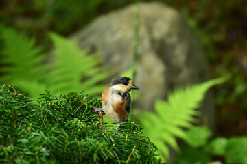 オンコの上にヤマガラの幼鳥