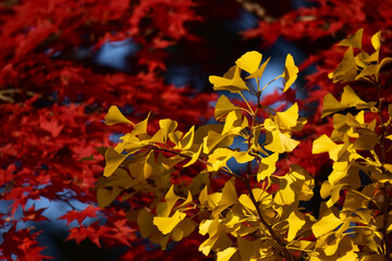 イチョウとモミジ