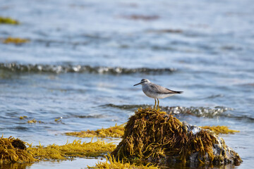 フノリが生える岩に立つキアシシギ