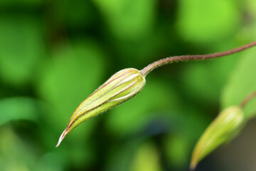 庭のクレマチスの蕾